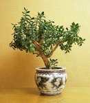 Денежное дерево на службе желающих разбогатеть